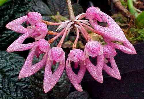 Bulbophyllum dentiferum